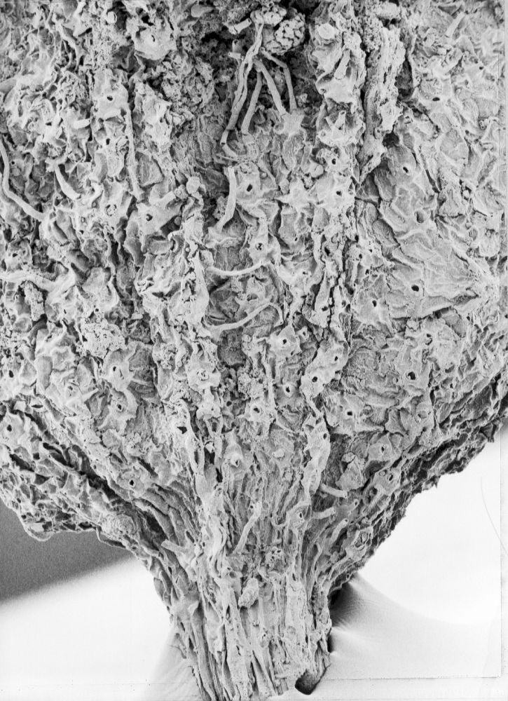 Hydrangeaceae Tylerianthus crossmanensis