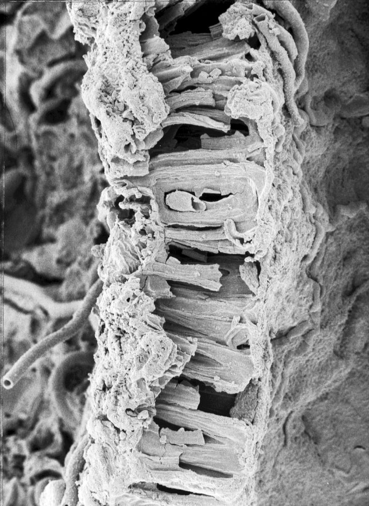Hydrangeaceae Tylerianthus crossmanensis