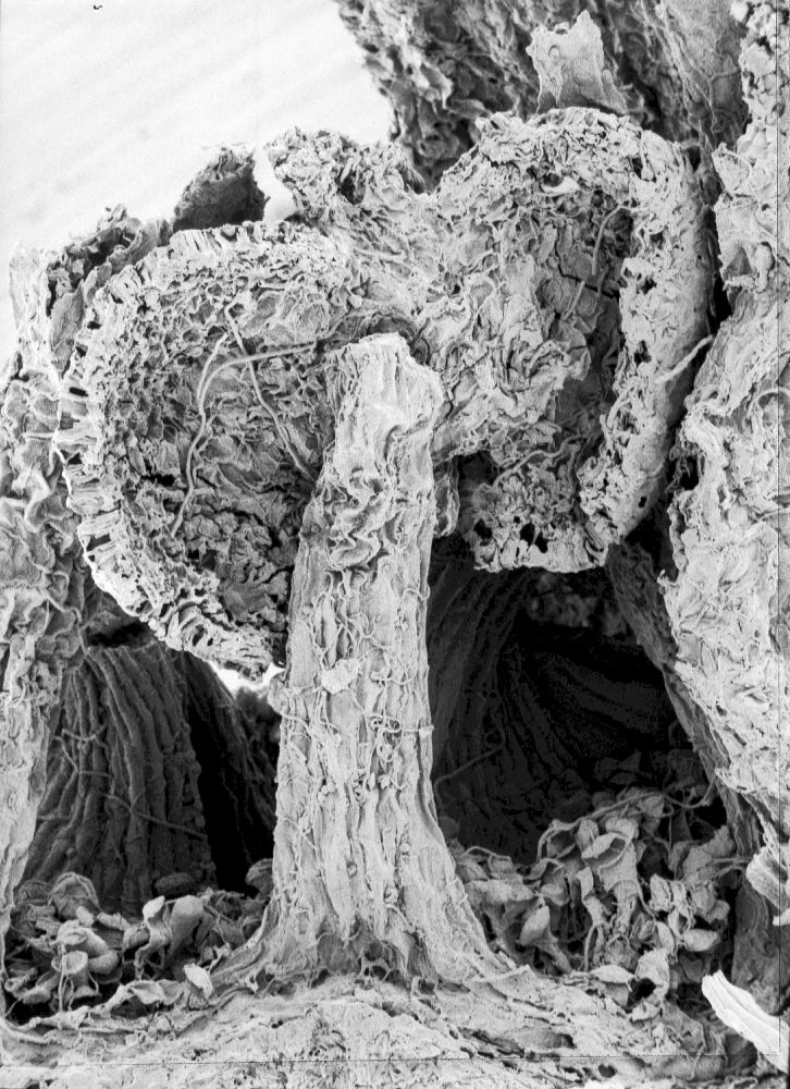 Hydrangeaceae Tylerianthus crossmanensis