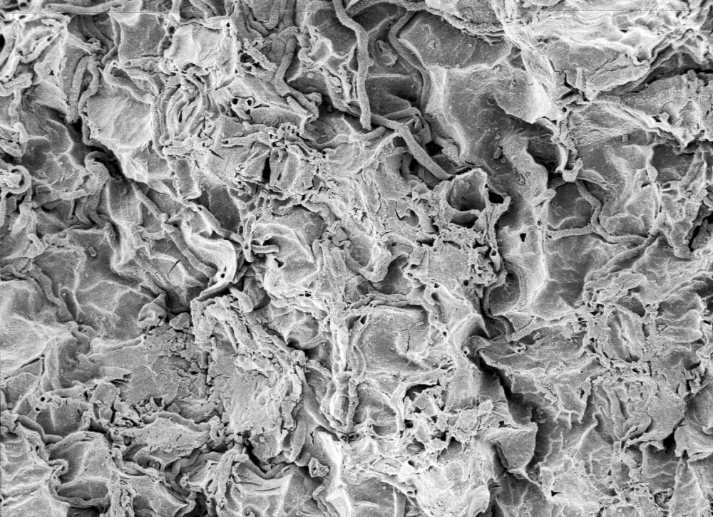 Hydrangeaceae Tylerianthus crossmanensis