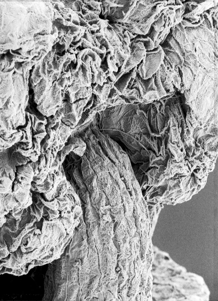 Hydrangeaceae Tylerianthus crossmanensis