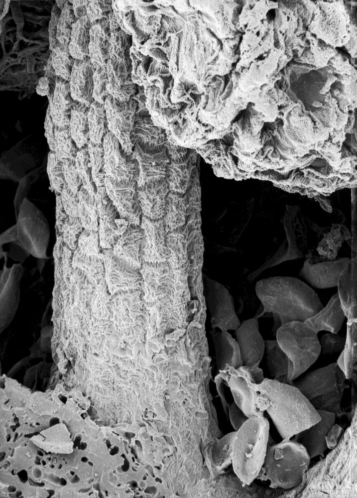 Hydrangeaceae Tylerianthus crossmanensis