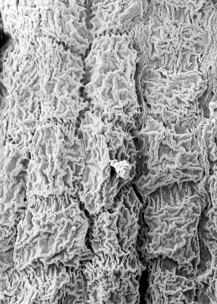 Hydrangeaceae Tylerianthus crossmanensis