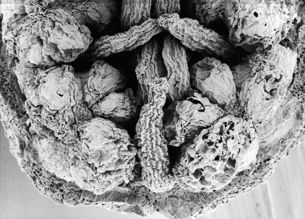 Hydrangeaceae Tylerianthus crossmanensis