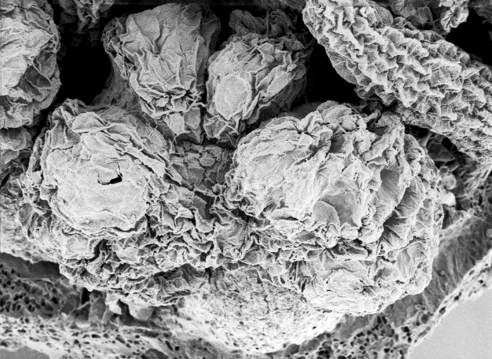 Hydrangeaceae Tylerianthus crossmanensis