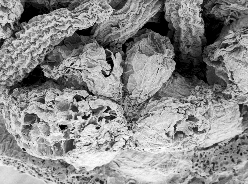 Hydrangeaceae Tylerianthus crossmanensis