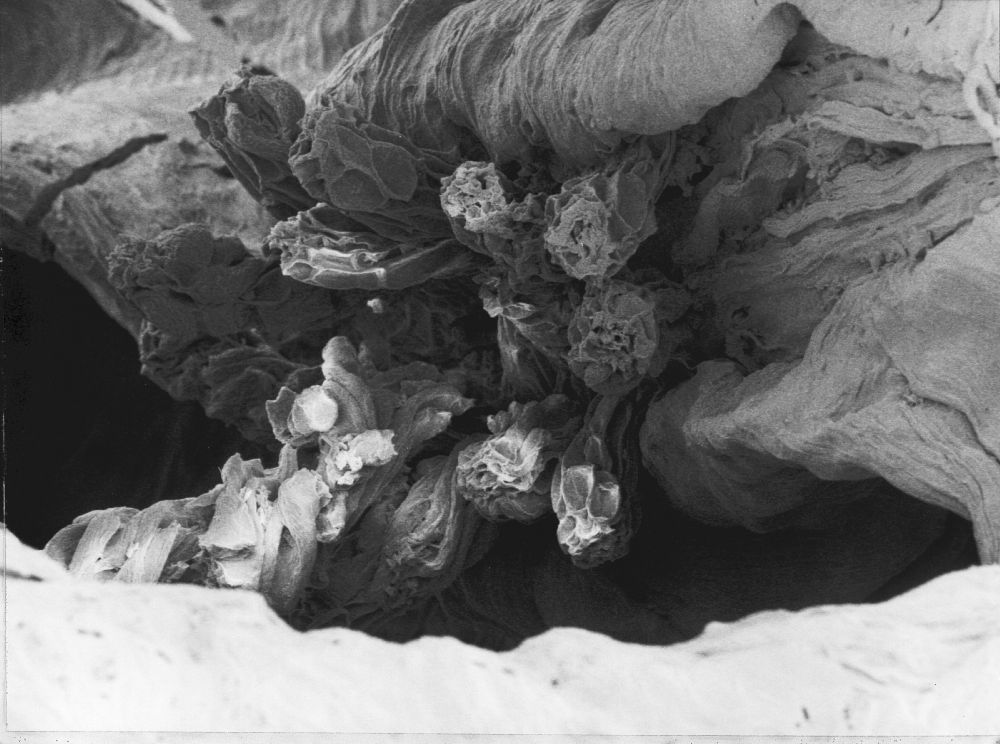 Hydrangeaceae Tylerianthus crossmanensis