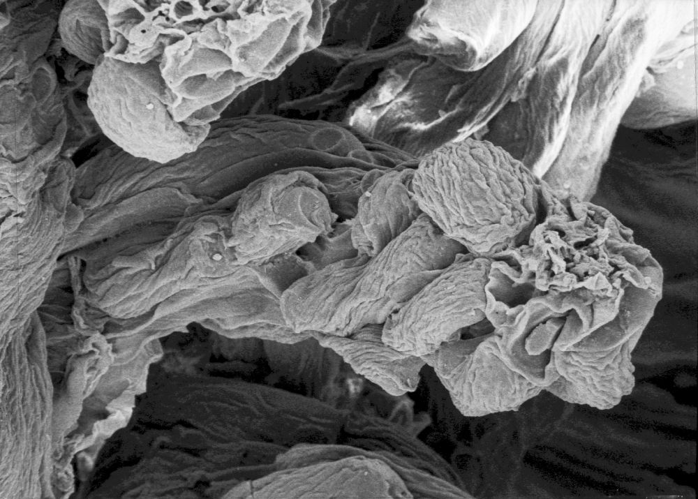 Hydrangeaceae Tylerianthus crossmanensis