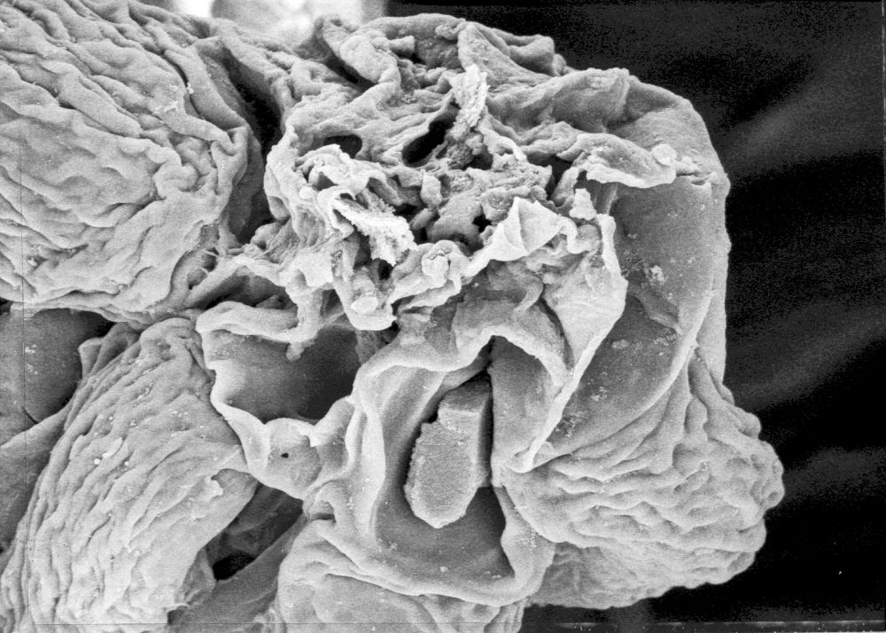 Hydrangeaceae Tylerianthus crossmanensis