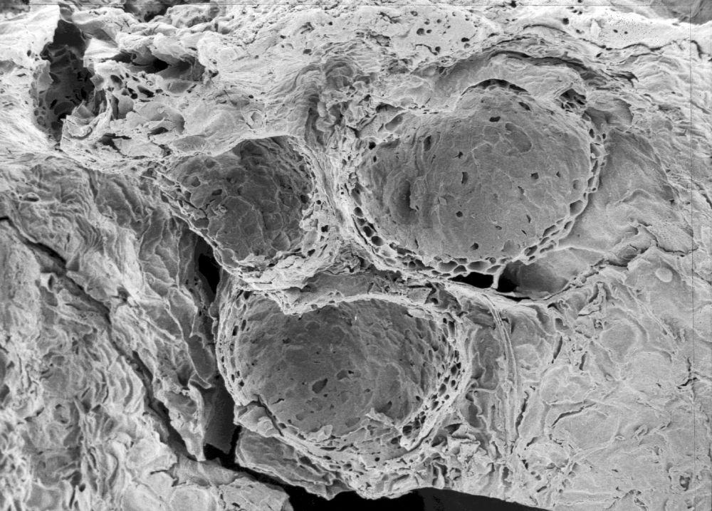 Hydrangeaceae Tylerianthus crossmanensis