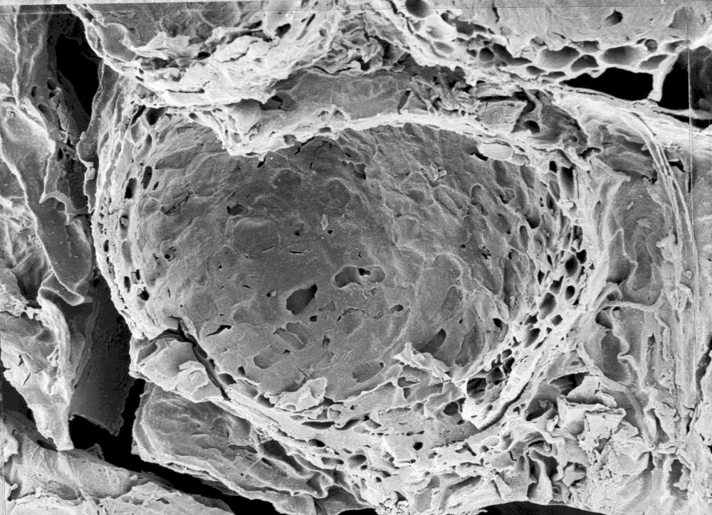 Hydrangeaceae Tylerianthus crossmanensis