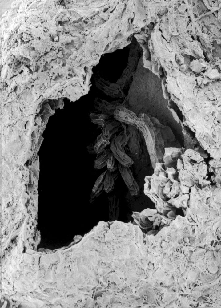 Hydrangeaceae Tylerianthus crossmanensis