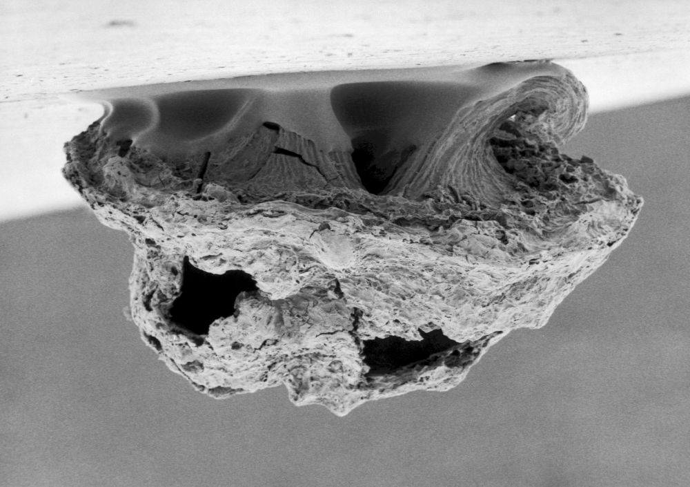 Hydrangeaceae Tylerianthus crossmanensis