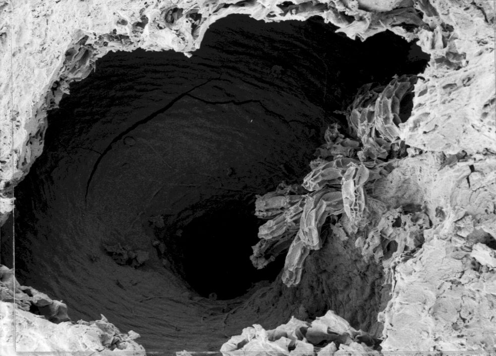 Hydrangeaceae Tylerianthus crossmanensis