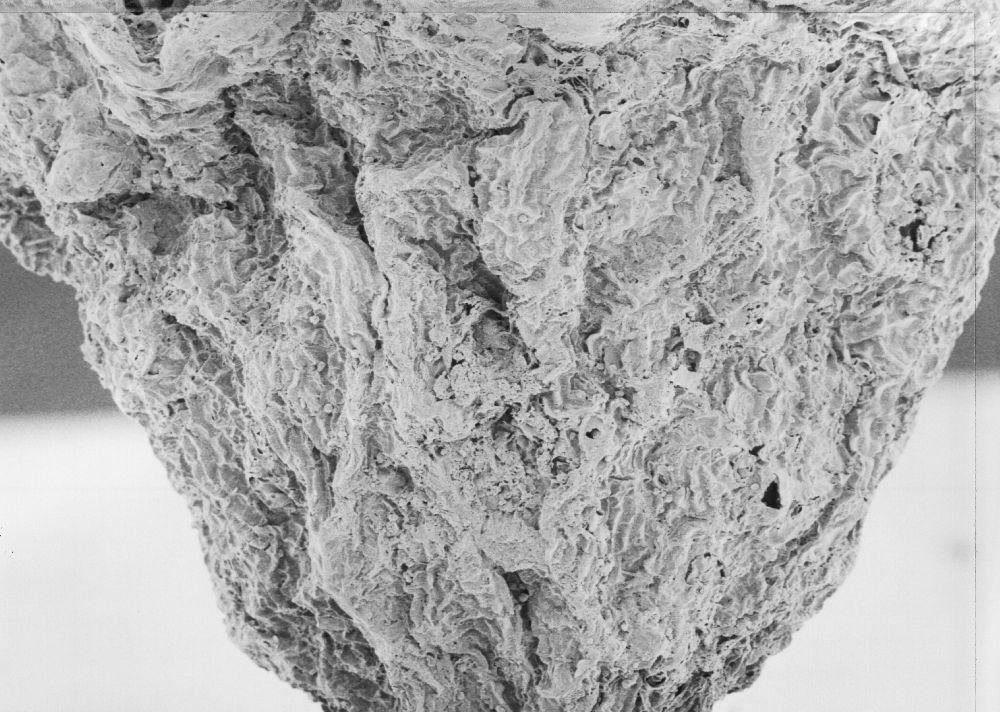 Hydrangeaceae Tylerianthus crossmanensis