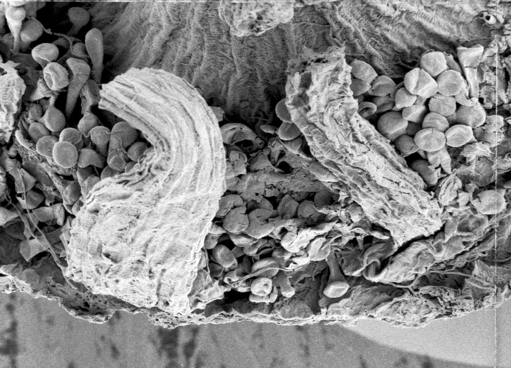 Hydrangeaceae Tylerianthus crossmanensis