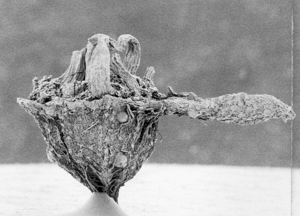 Hydrangeaceae Tylerianthus crossmanensis