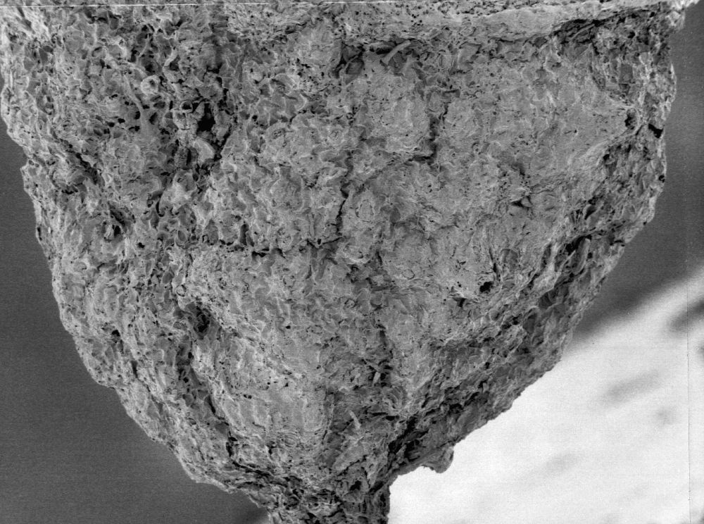 Hydrangeaceae Tylerianthus crossmanensis