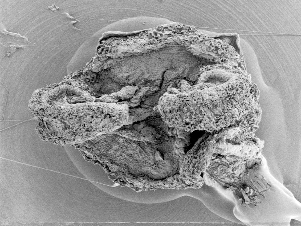 Hydrangeaceae Hydrangea anomala