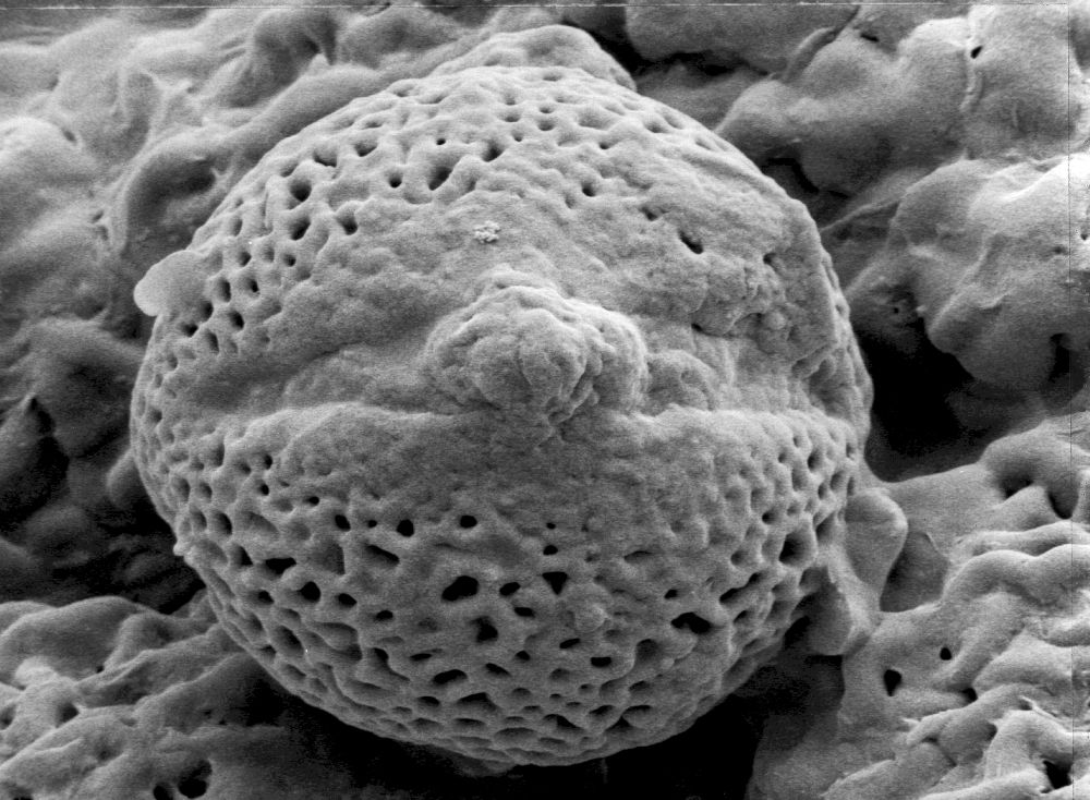 Hydrangeaceae Hydrangea anomala