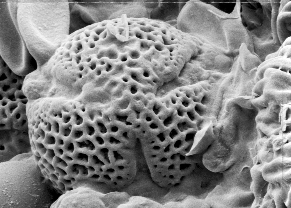 Hydrangeaceae Hydrangea anomala