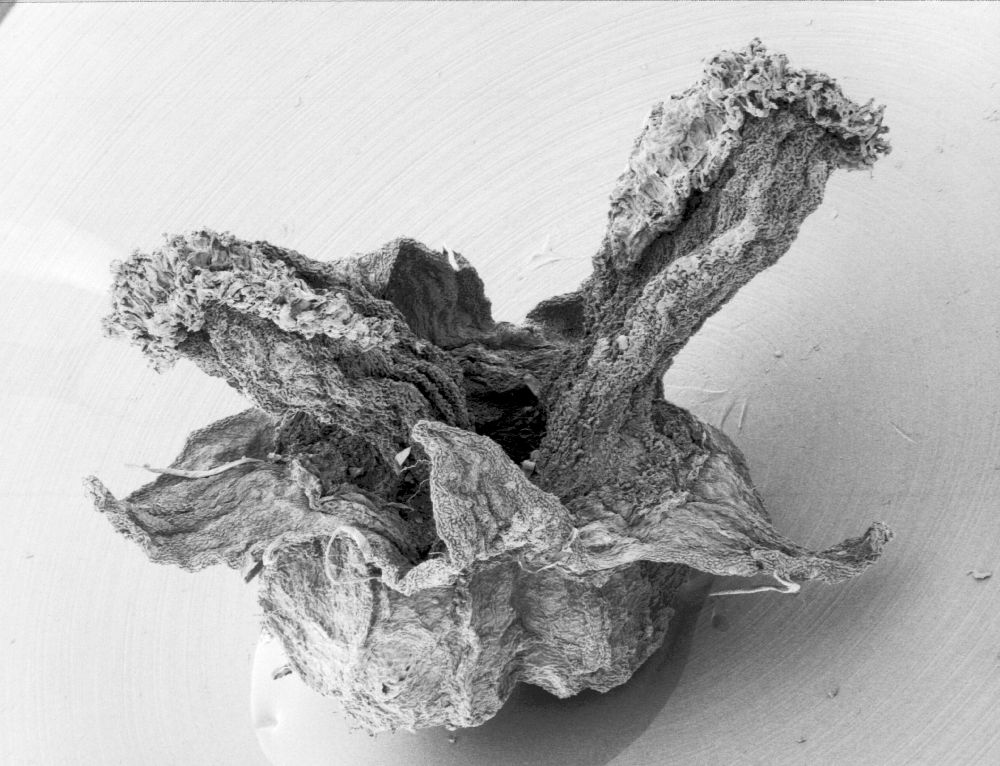 Hydrangeaceae Hydrangea quercifolia