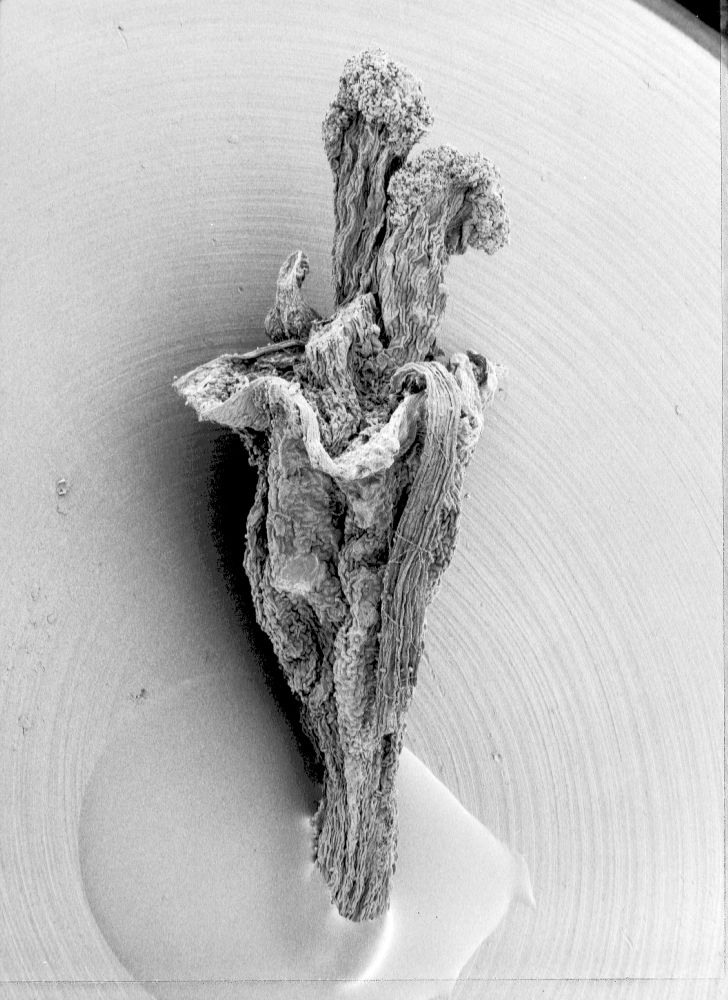 Hydrangeaceae Hydrangea opuloides