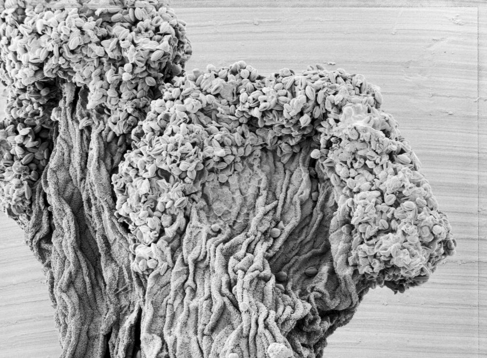 Hydrangeaceae Hydrangea opuloides