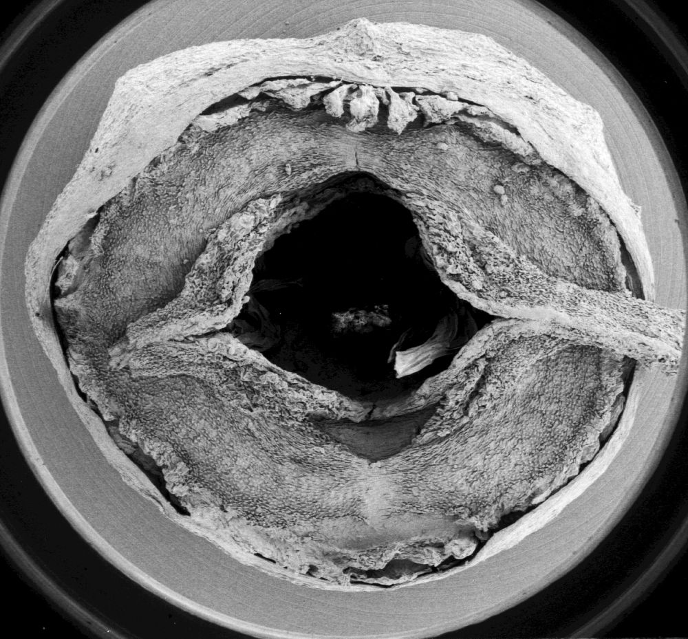 Hydrangeaceae Hydrangea peruviana