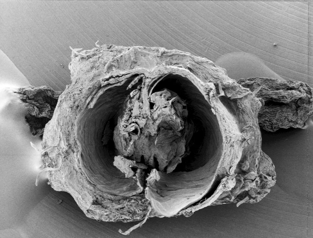 Hydrangeaceae Hydrangea cinerea