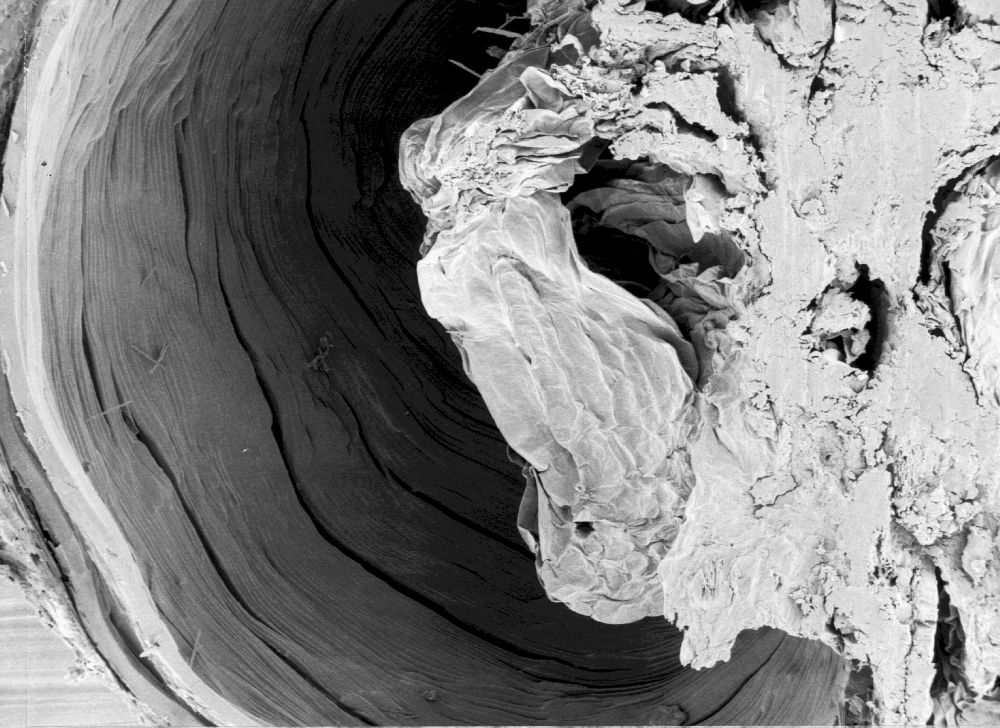 Hydrangeaceae Hydrangea cinerea