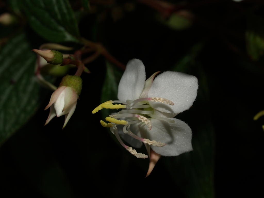 Melastomataceae Heterocentron subtriplinervium