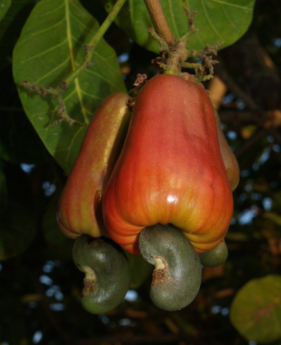 Anacardiaceae Anacardium occidentale