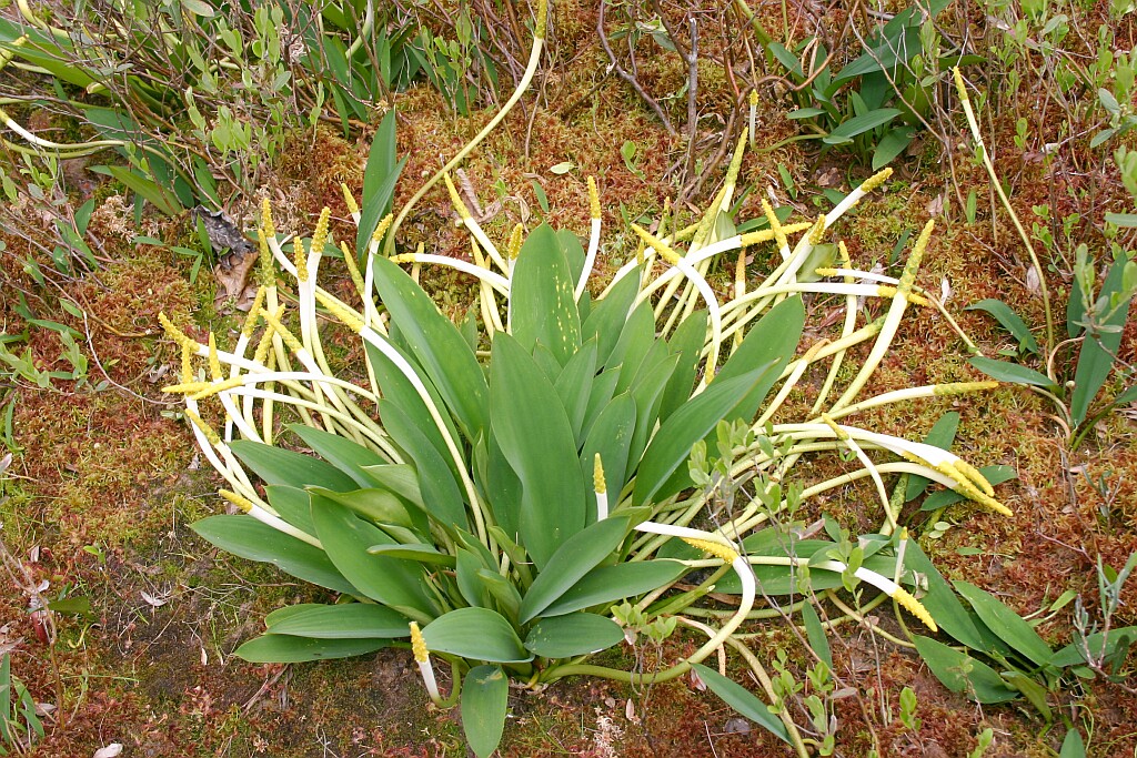 Araceae Orontium aquaticum