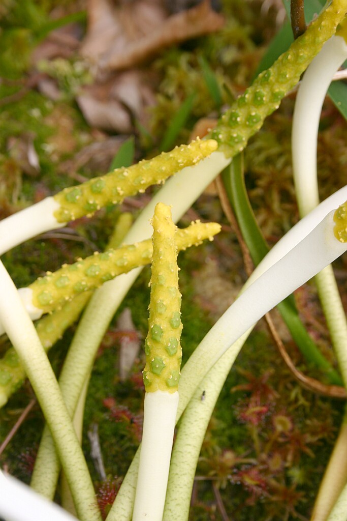 Araceae Orontium aquaticum