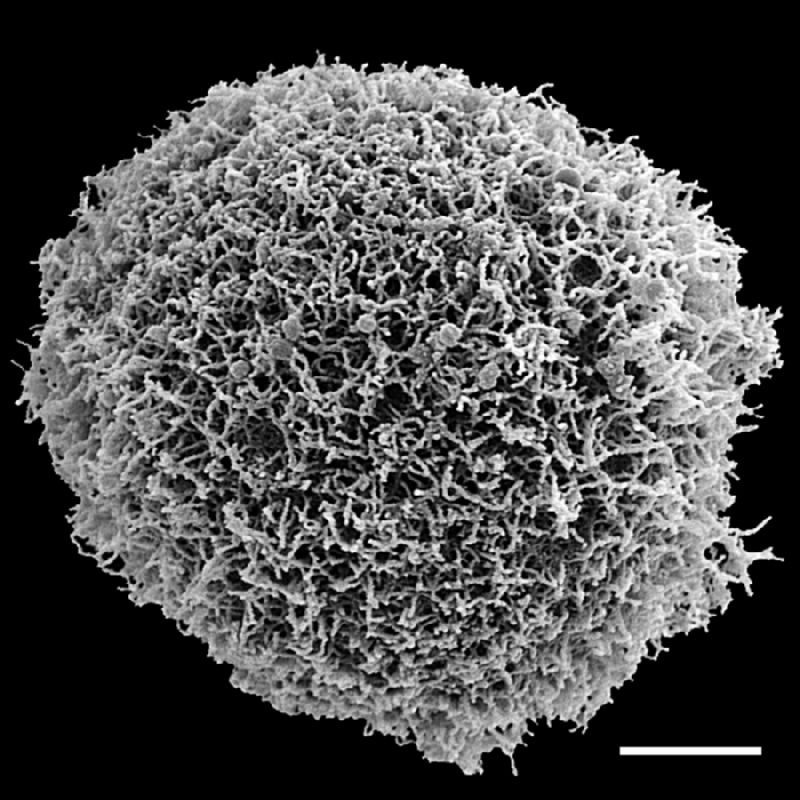 Pteridaceae Adiantopsis senae