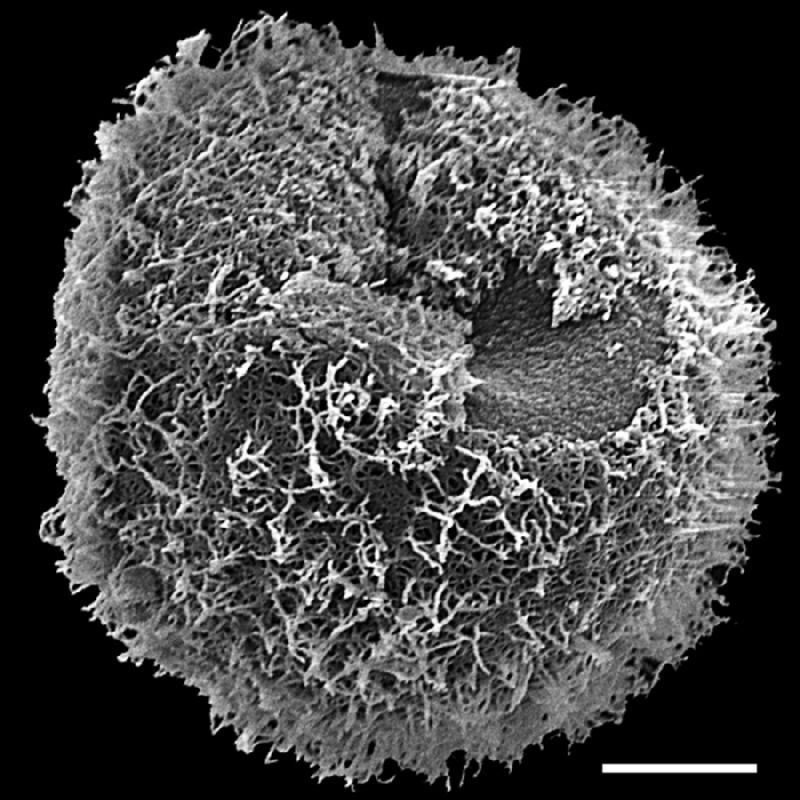 Pteridaceae Adiantopsis senae