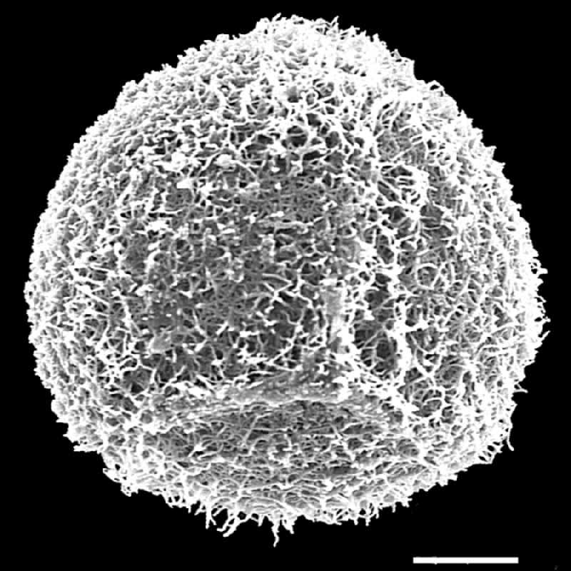 Pteridaceae Adiantopsis senae