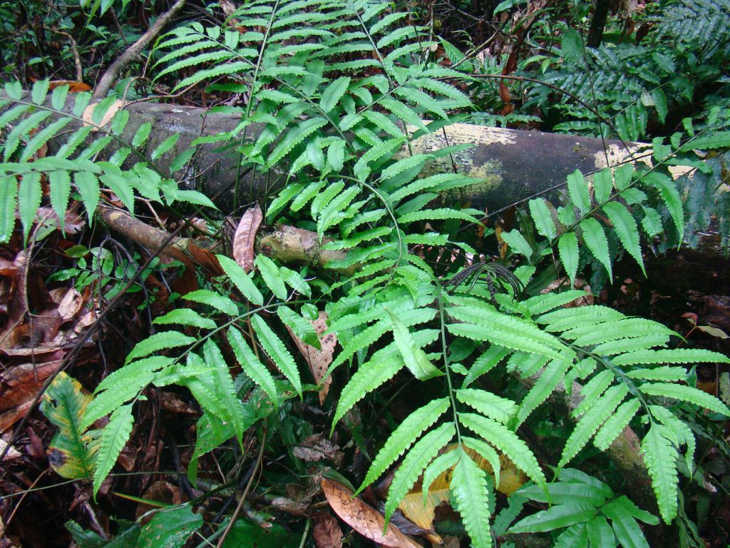 Dryopteridaceae Mickelia lindigii