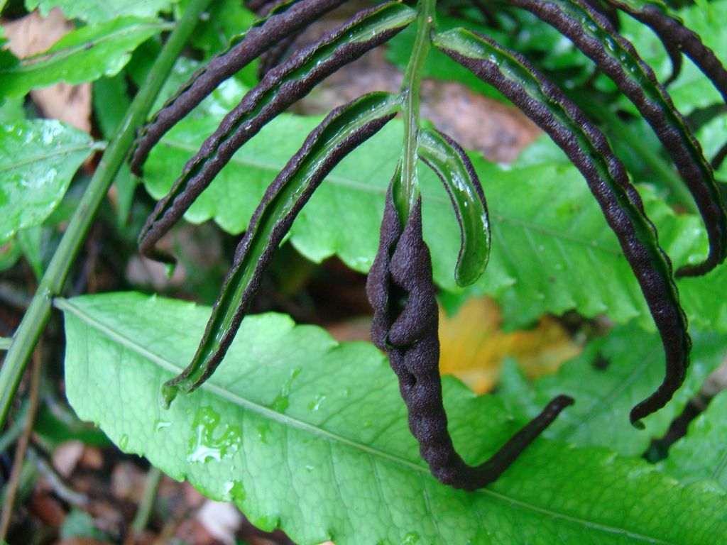 Dryopteridaceae Mickelia lindigii