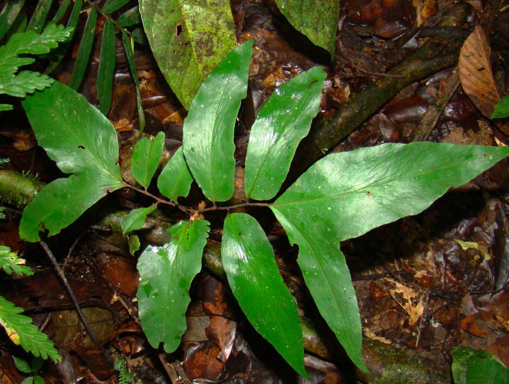 Pteridaceae Adiantum adiantoides