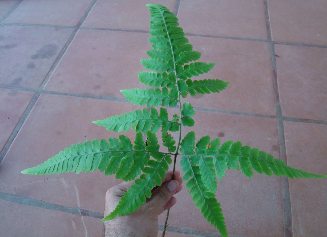 Tectariaceae Triplophyllum funestum