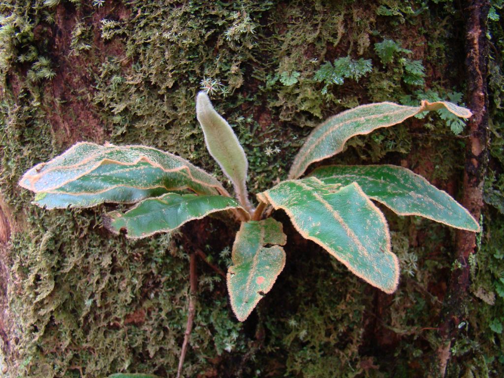 Dryopteridaceae Elaphoglossum plumosum