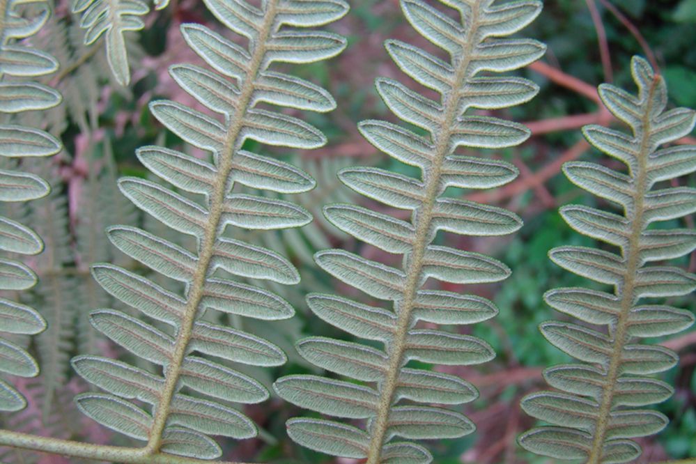 Dennstaedtiaceae Pteridium arachnoideum