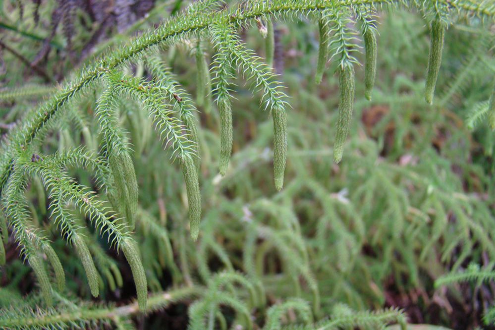 Lycopodiaceae Palhinhaea cernua