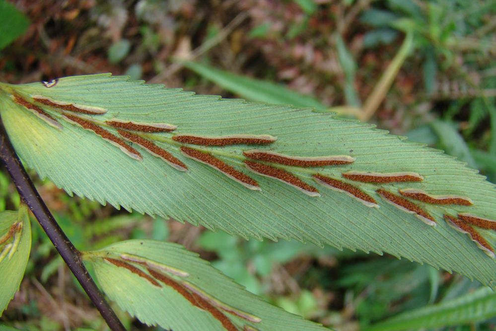 Aspleniaceae Asplenium serra