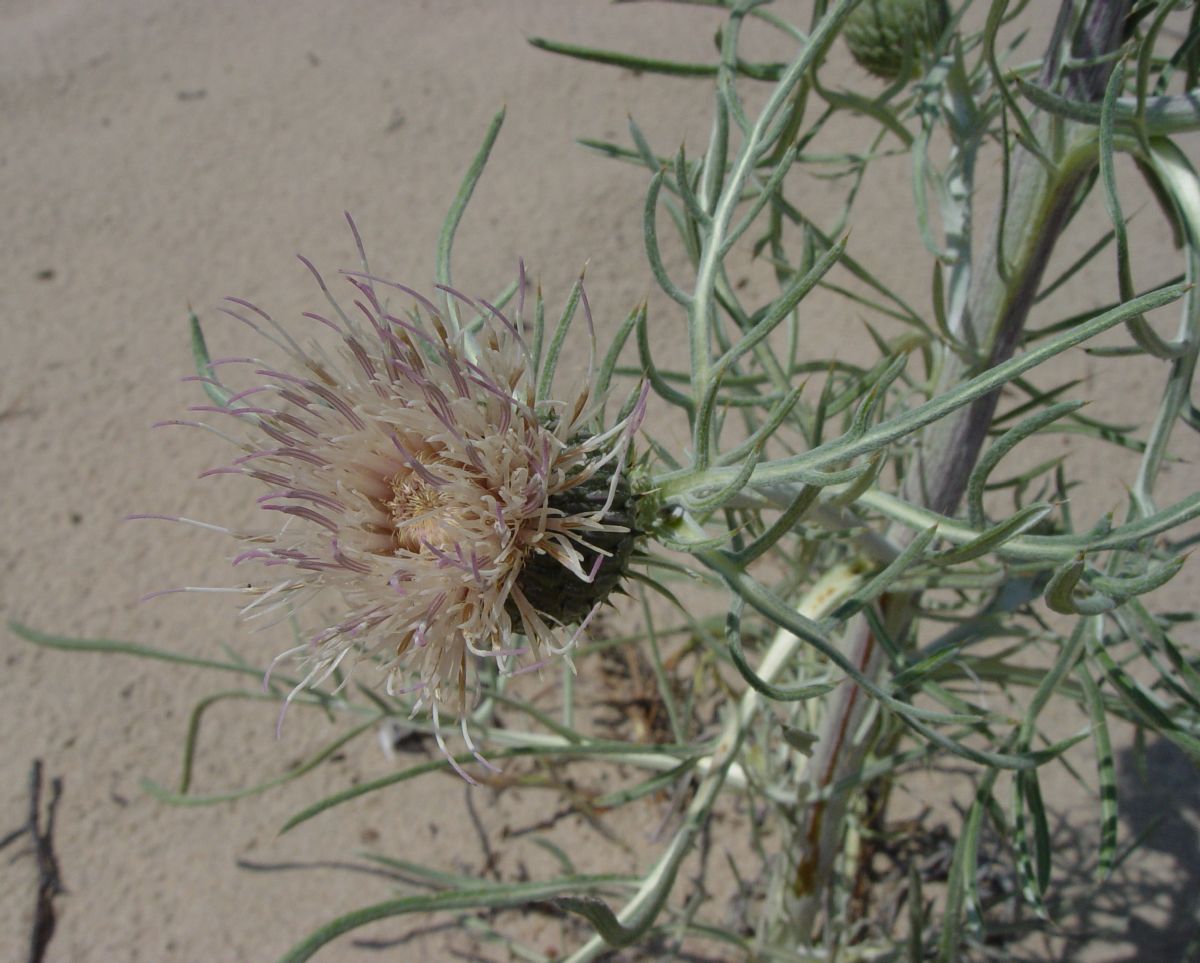 Asteraceae Cirsium pitcheri