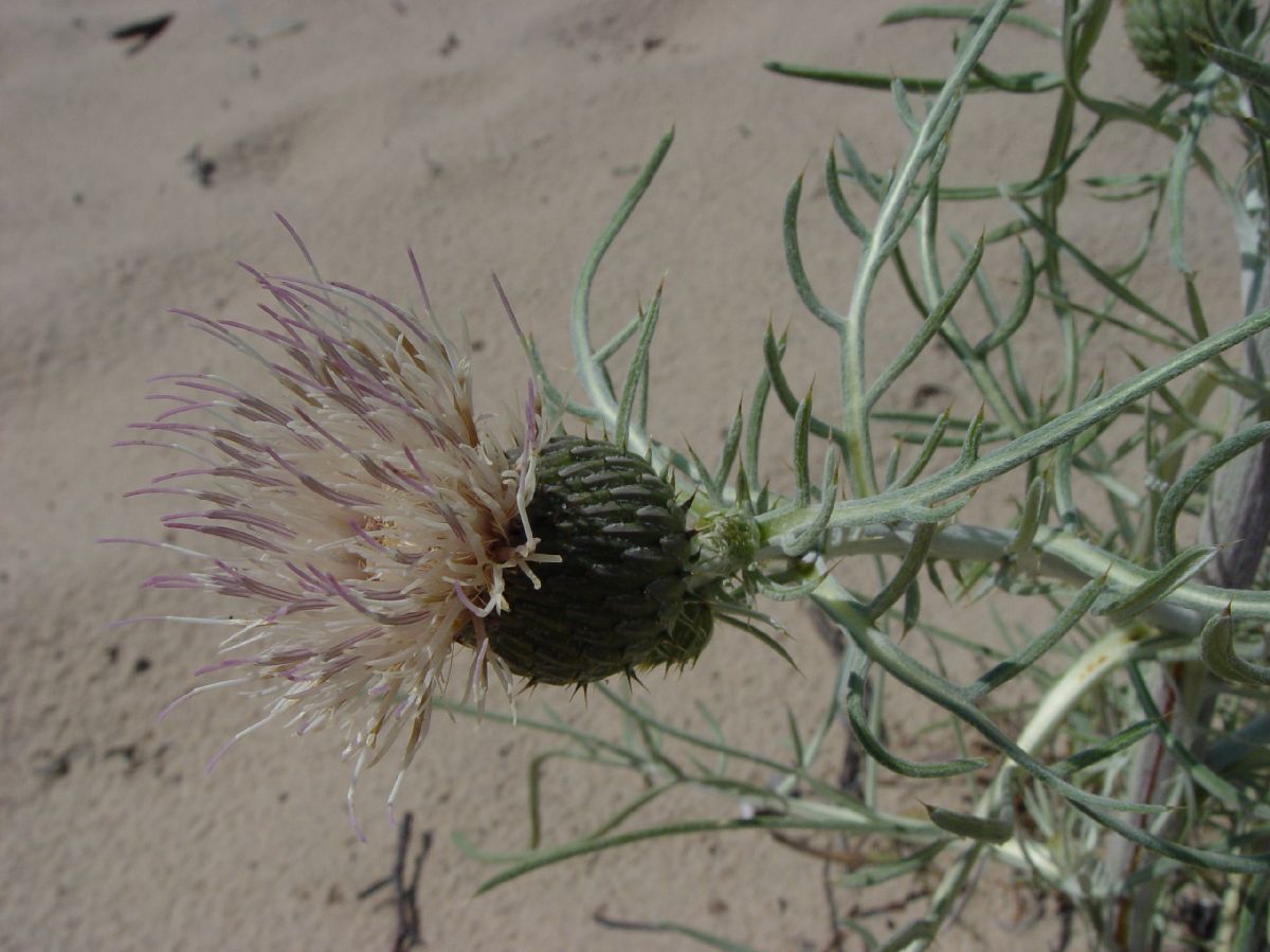 Asteraceae Cirsium pitcheri