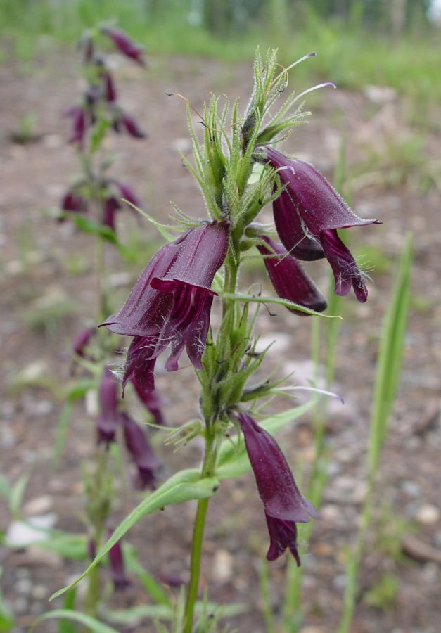 Plantaginaceae Penstemon whippleanus