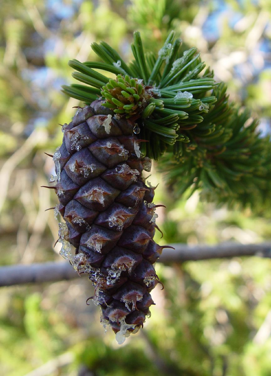 Pinaceae Pinus longaeva